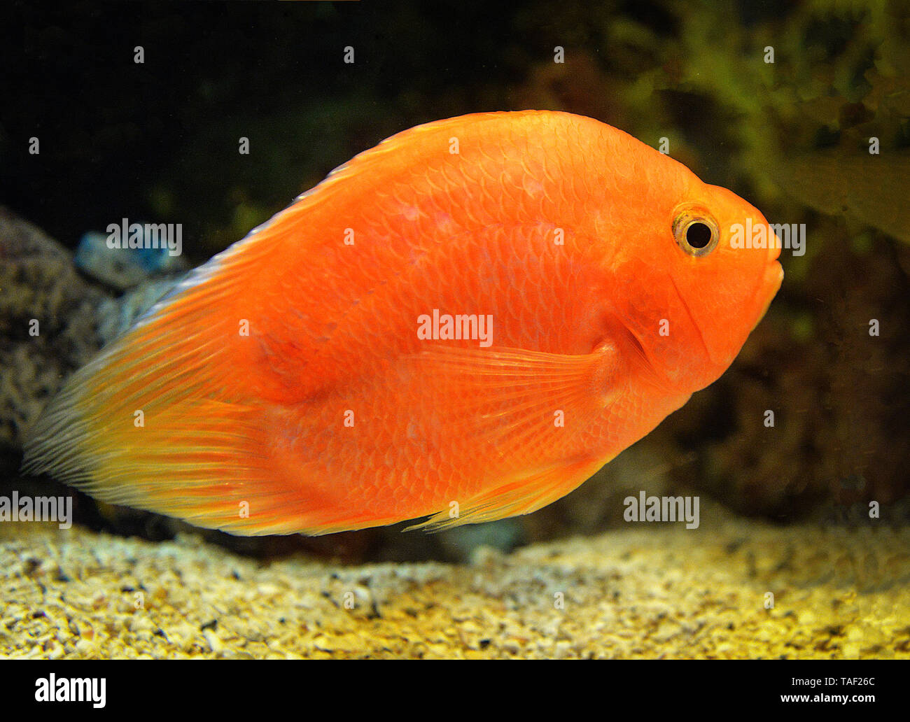 Fish blood parrot cichlid orange / African Cichlid fish swimming underwater aquarium Stock Photo