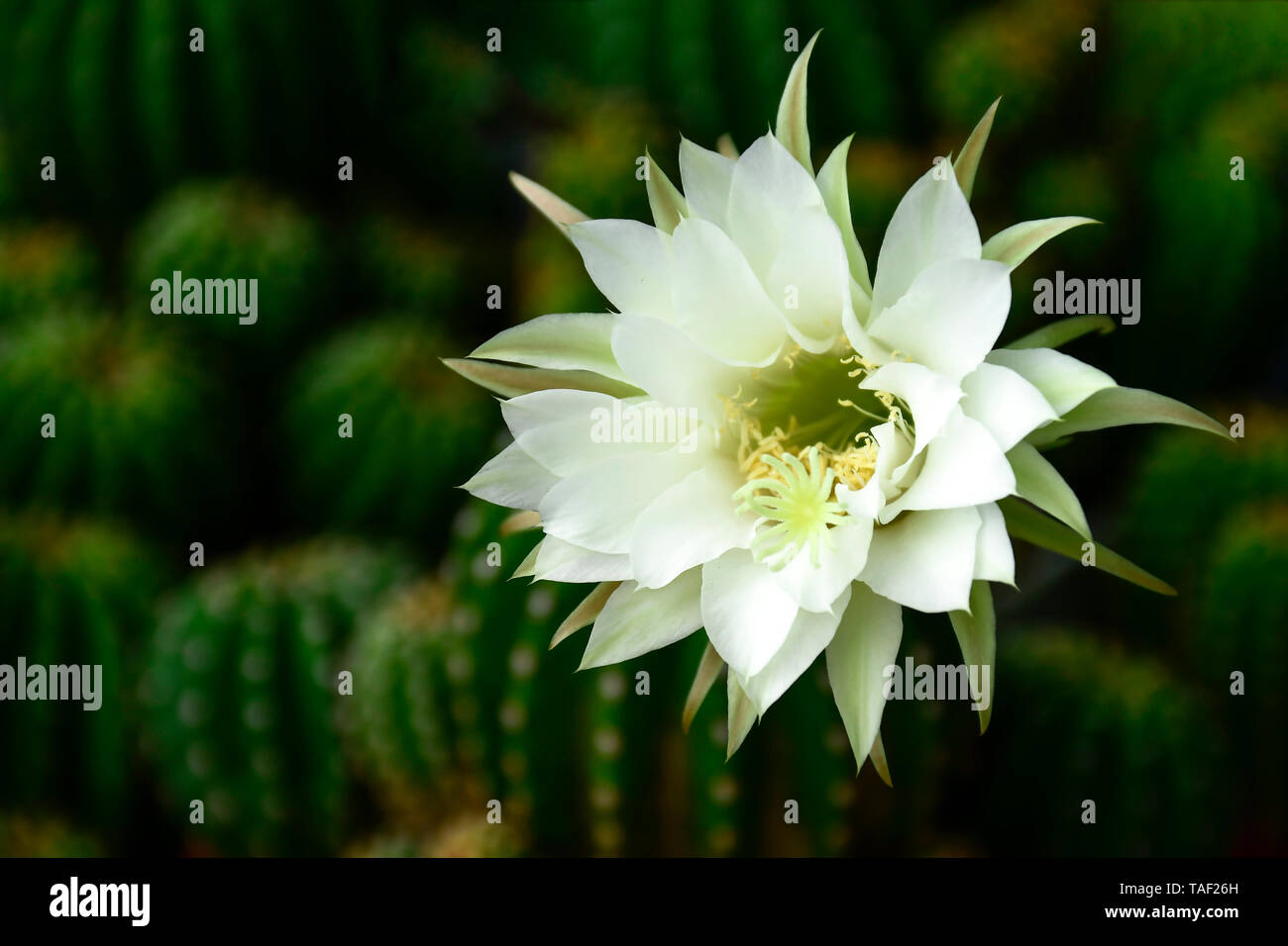 Echinopsis subdenudata shows fully blossom of white flower with fragrant. Stock Photo