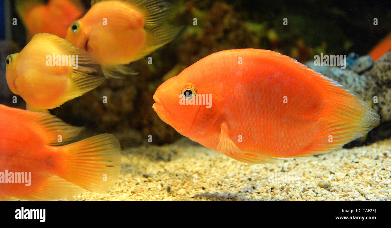 Fish blood parrot cichlid orange / African Cichlid fish swimming underwater aquarium Stock Photo