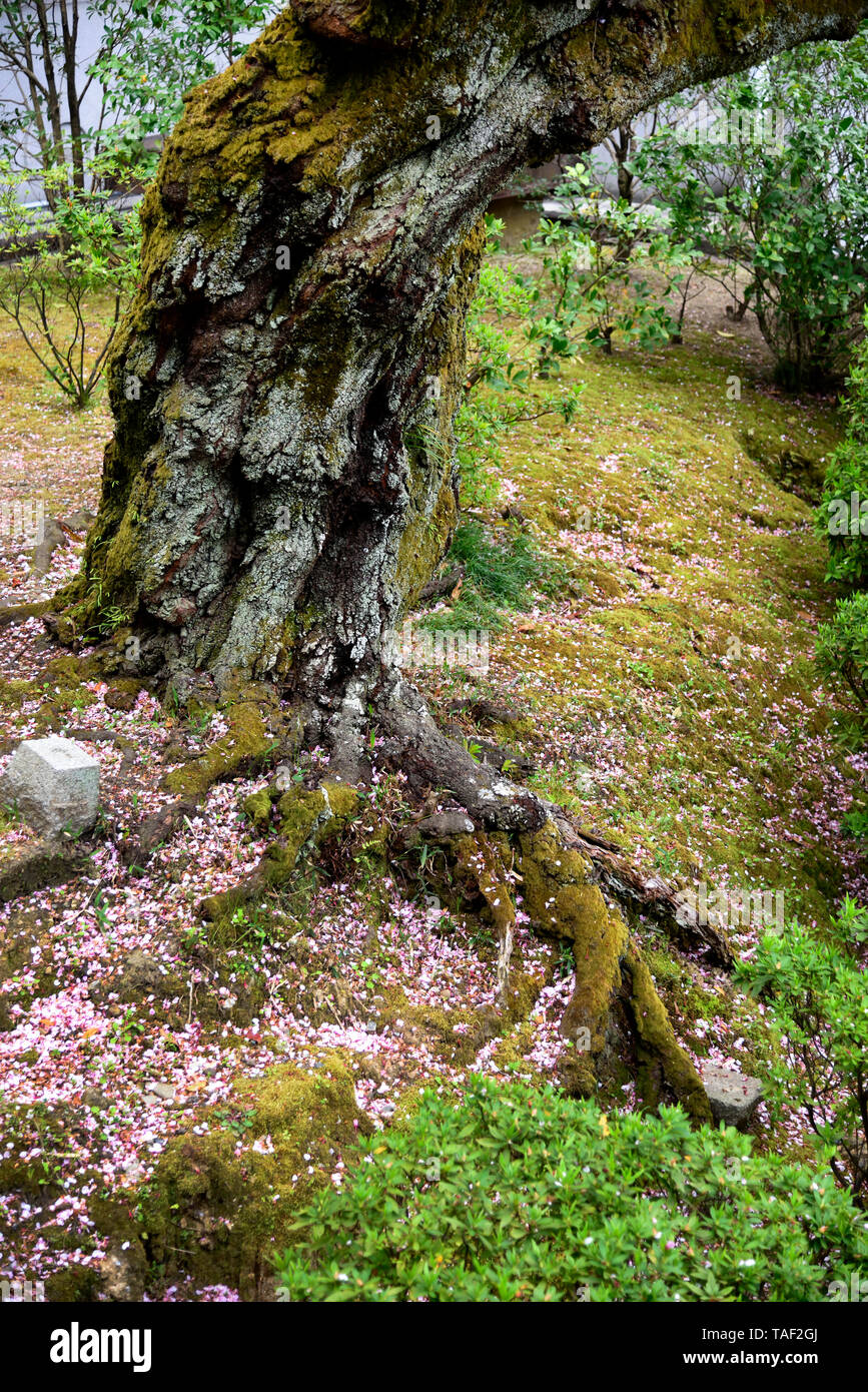 tree roots gardens Japan Stock Photo Alamy