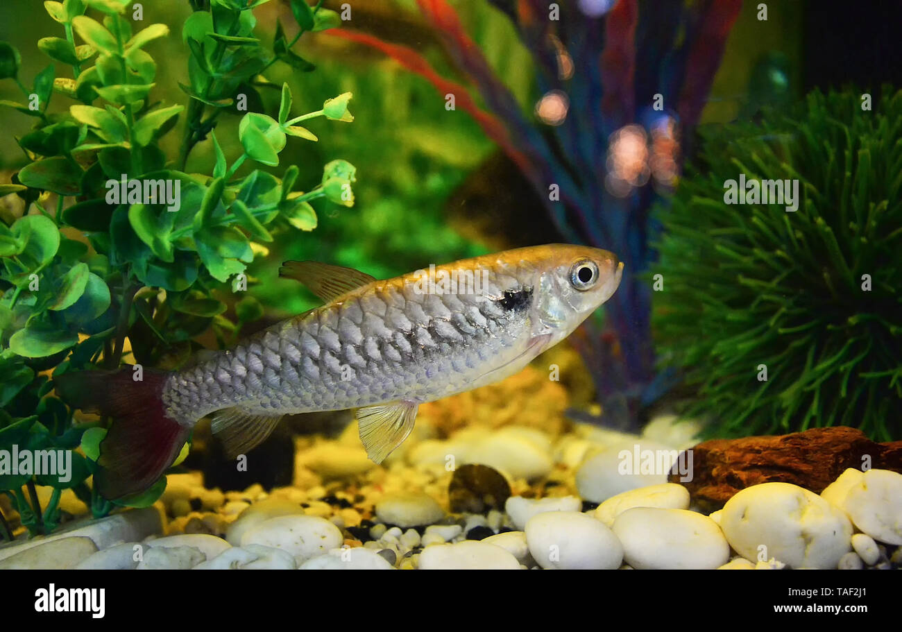 Pink tail fish tales or rare fish - red tail in minnow family Stock ...