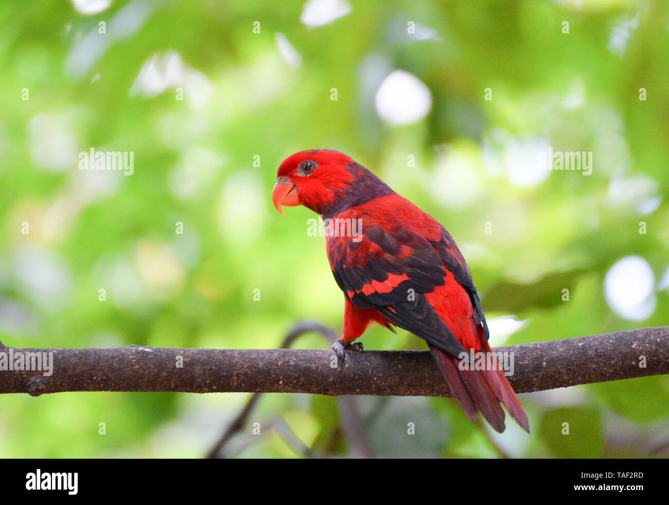 Red Lory parrot bird standing on branch tree nuture green background Stock Photo