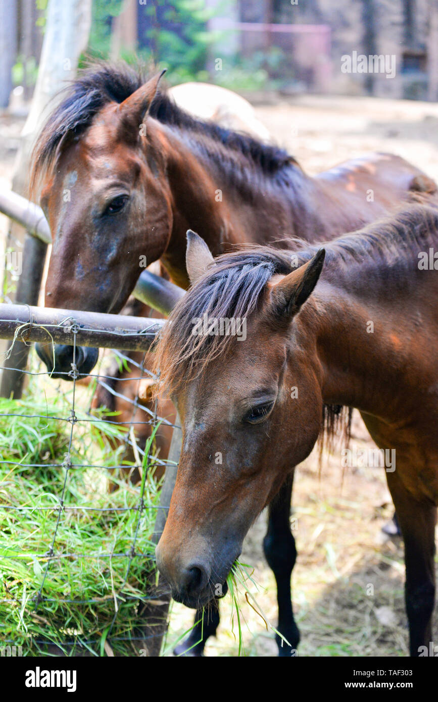 Laminitis horse hires stock photography and images Alamy