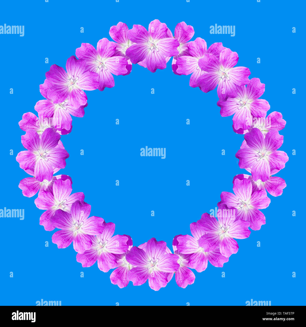 mock up round floral frame from flowers of wild geranium isolated on ...
