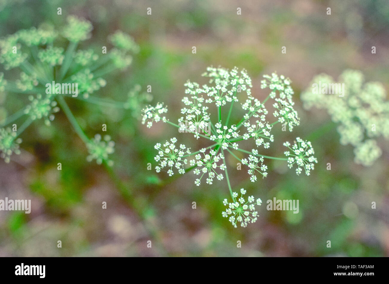 Hemlock branch with tiny white flowers in the spring with a foliage background. Conium maculatum, poison hemlock, poison parsley, spotted corobane, sp Stock Photo