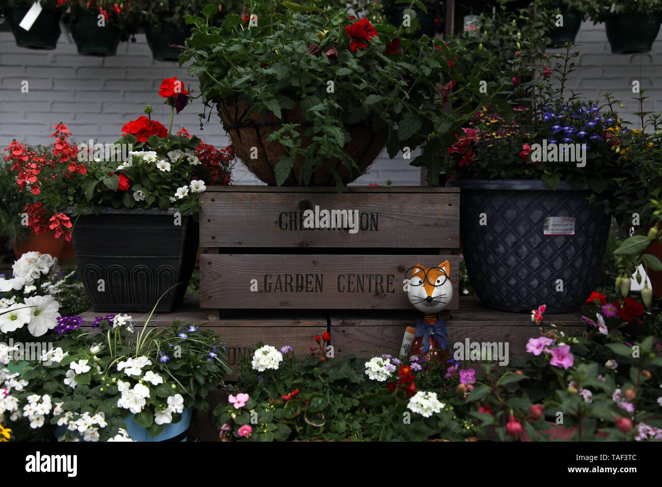 Garden Plants In Crate High Resolution Stock Photography And Images Alamy
