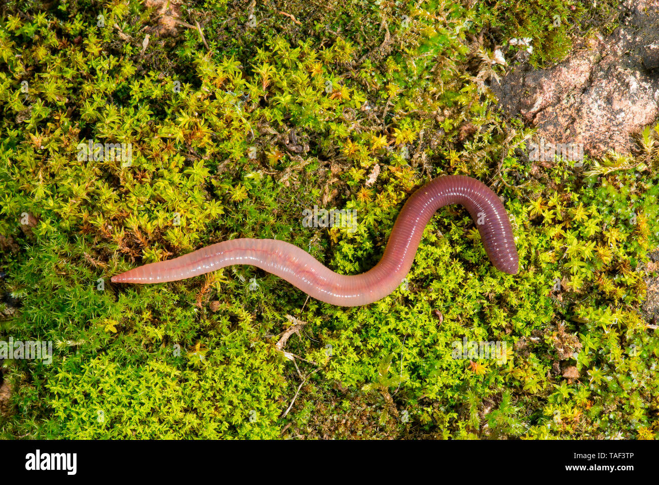 Earthworm (Lumbricus terrestris) soil fauna in the garden, Bouxieres-aux-dames, Lorraine, France Stock Photo