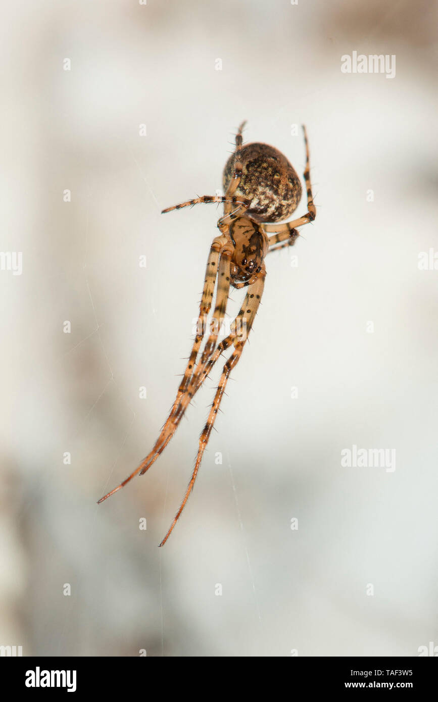 Shaded Orbweaver (Metellina merianae), Cave Spider, Ecrouves, Lorraine, France Stock Photo