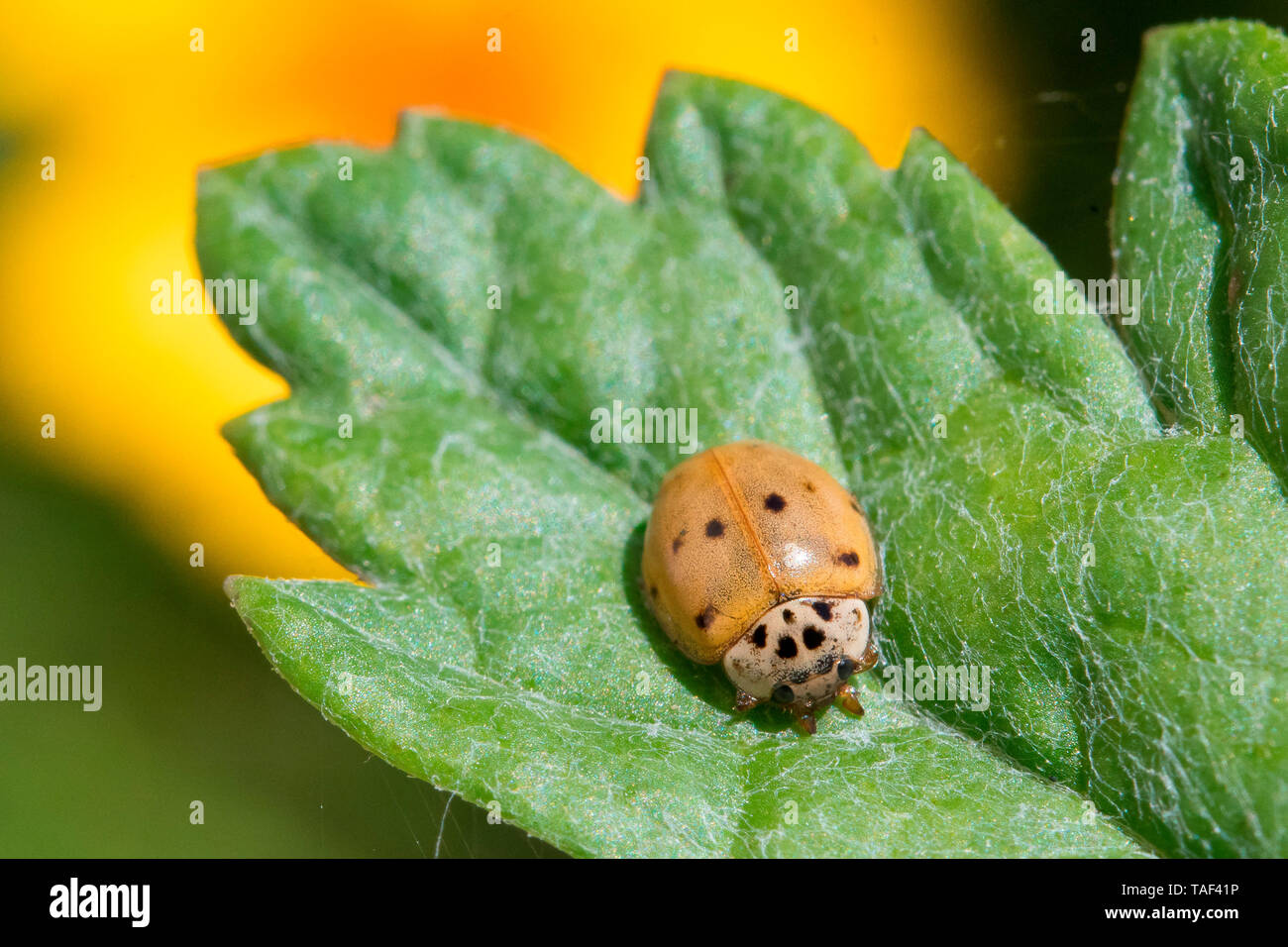 10 spot ladybird adalia 10 punctata hires stock photography and images