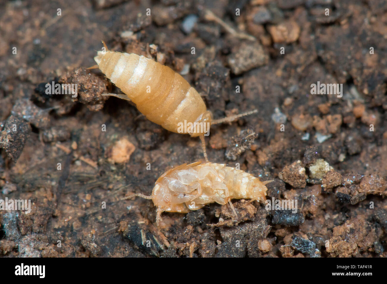 Thysanura thysanura sp hi-res stock photography and images - Alamy