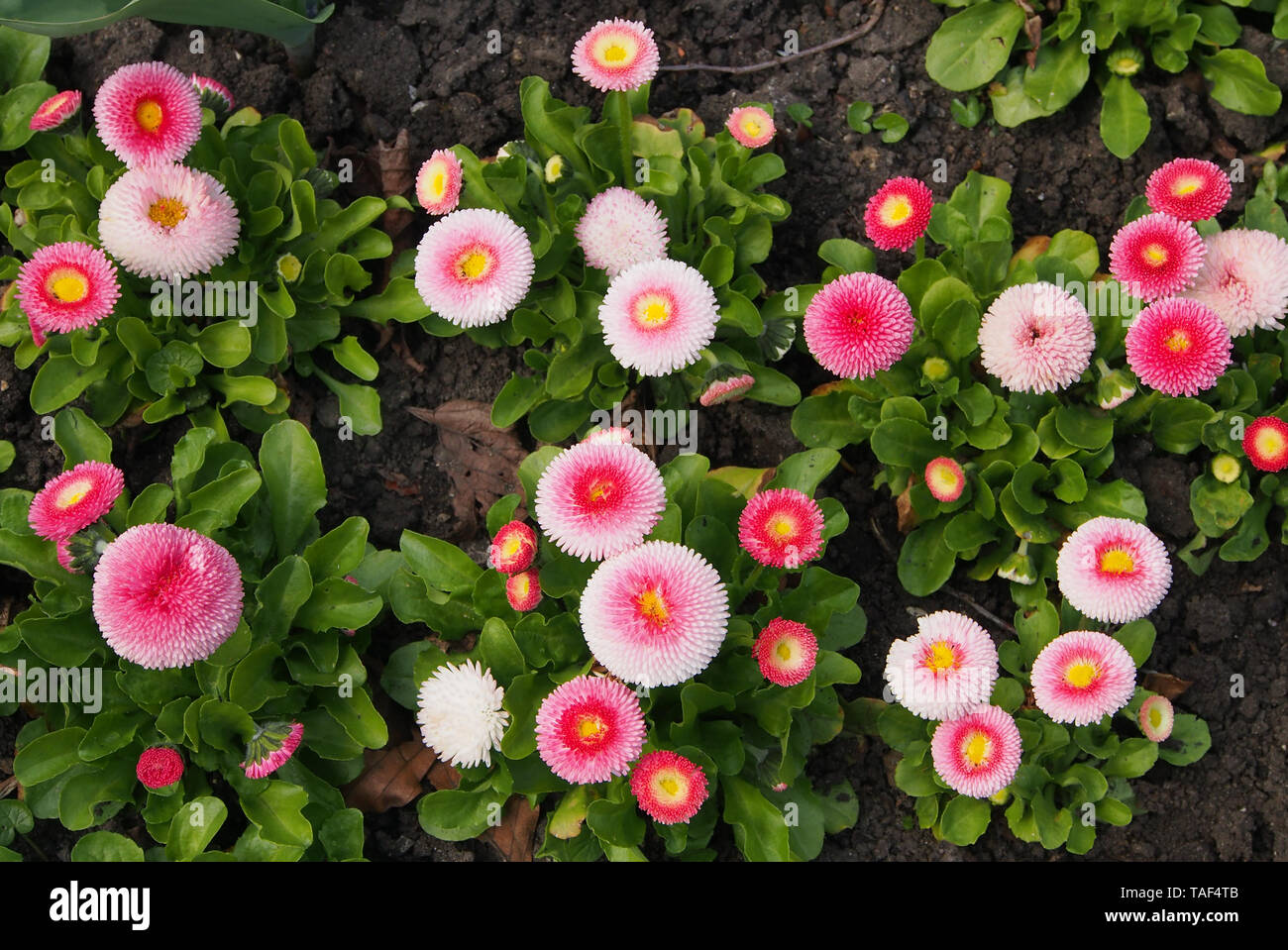 Group of Bellis Perennis Pomponette (bellis daisies) cultivar of the English daisy. Stock Photo
