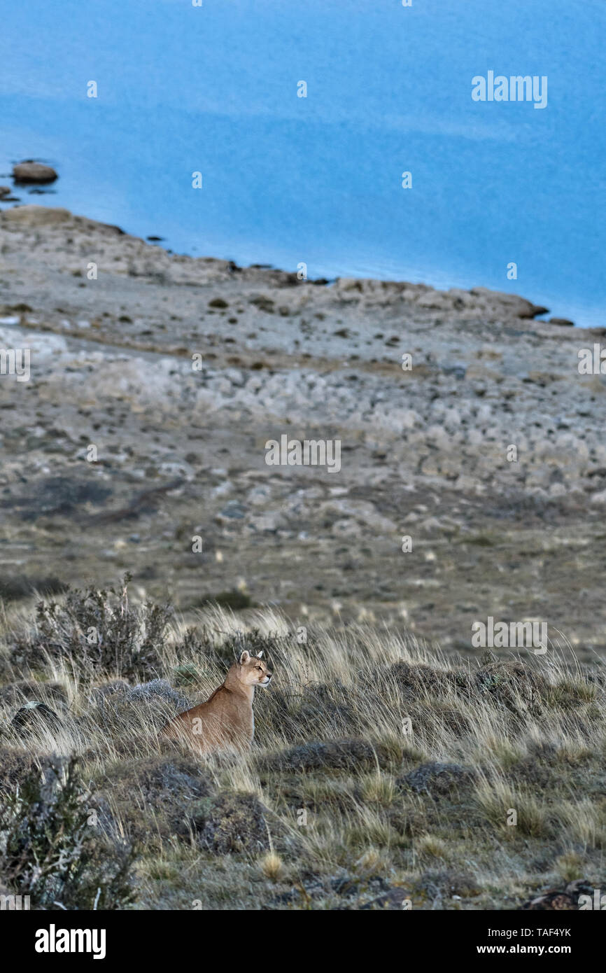 Puma (Felis concolor), PN Torres del Paine, Cile Stock Photo