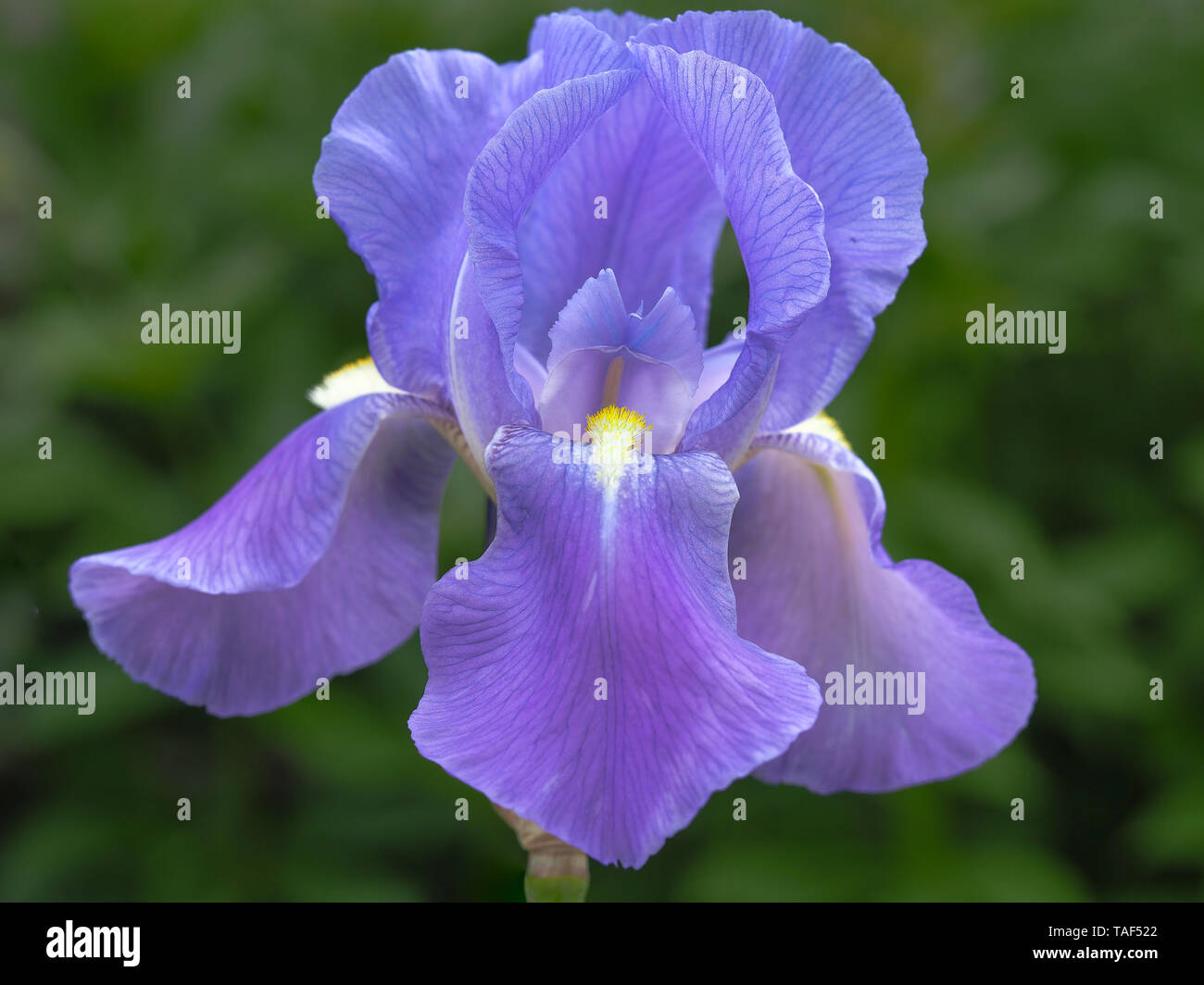 Beautiful mauve coloured iris flower in a summer garden Stock Photo