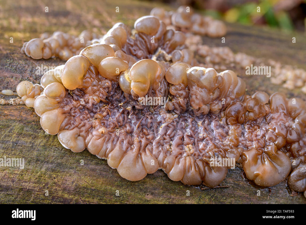 Tripe Fungus (Auricularia mesenterica), Savoie, France Stock Photo