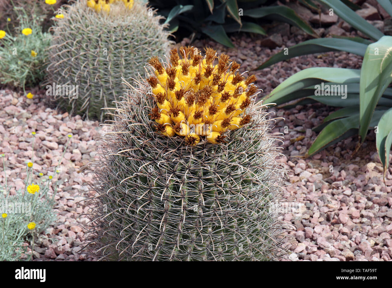 Close up of a flowering Emory's Barrel Cactus in a desert garden in Arizona surrounded by aloe plants and Desert Marigolds Stock Photo