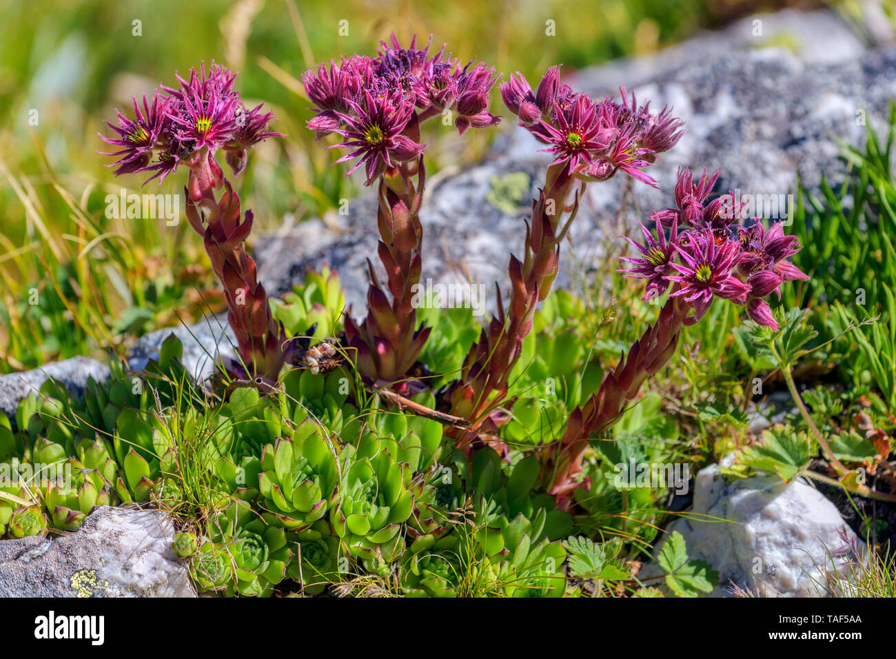 Sempervivum (Sempervivum montanum) flowers, Ecrins NP, Alps, France Stock Photo