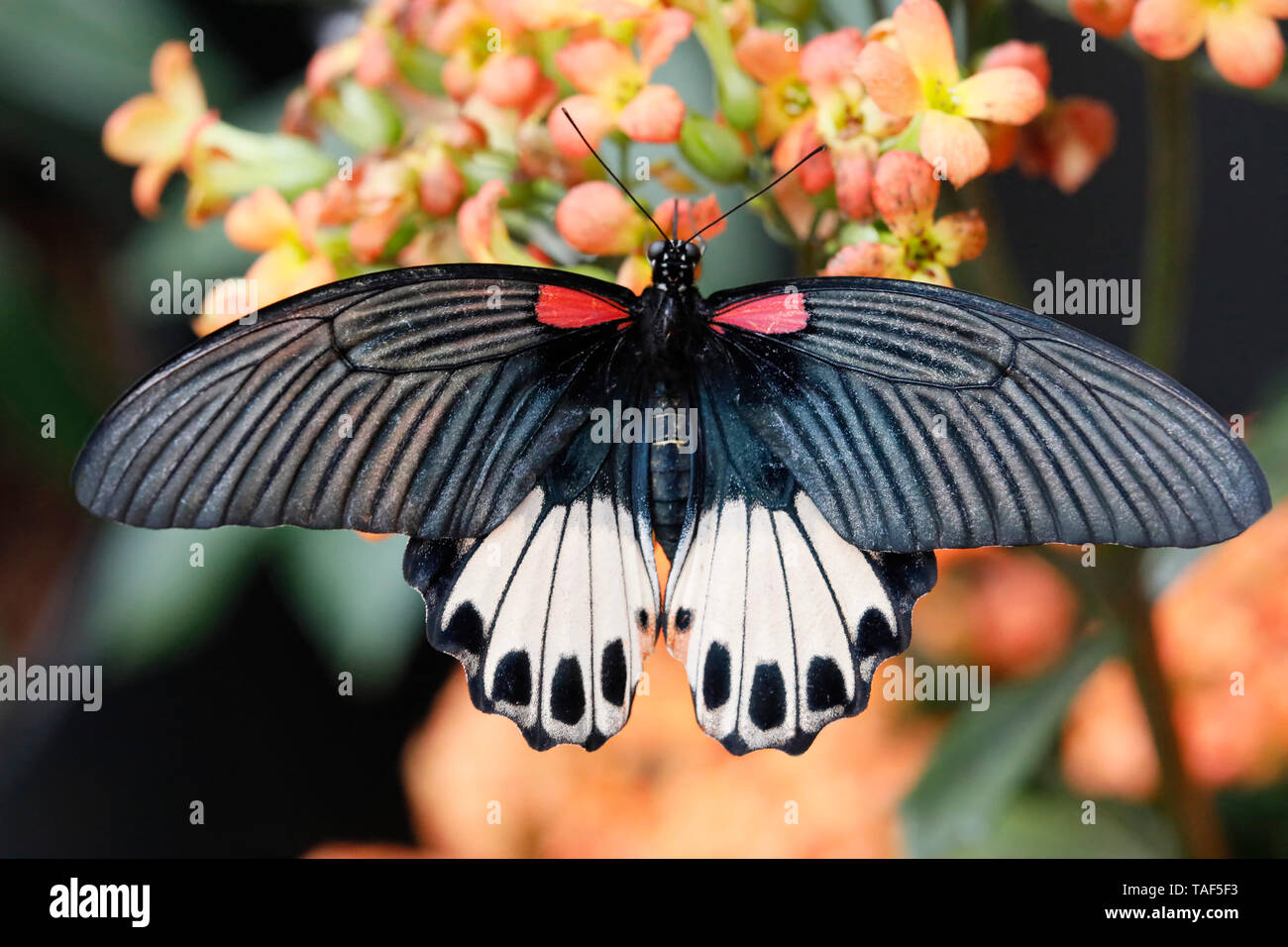 Asian swallowtail female papilio lowi hi-res stock photography and