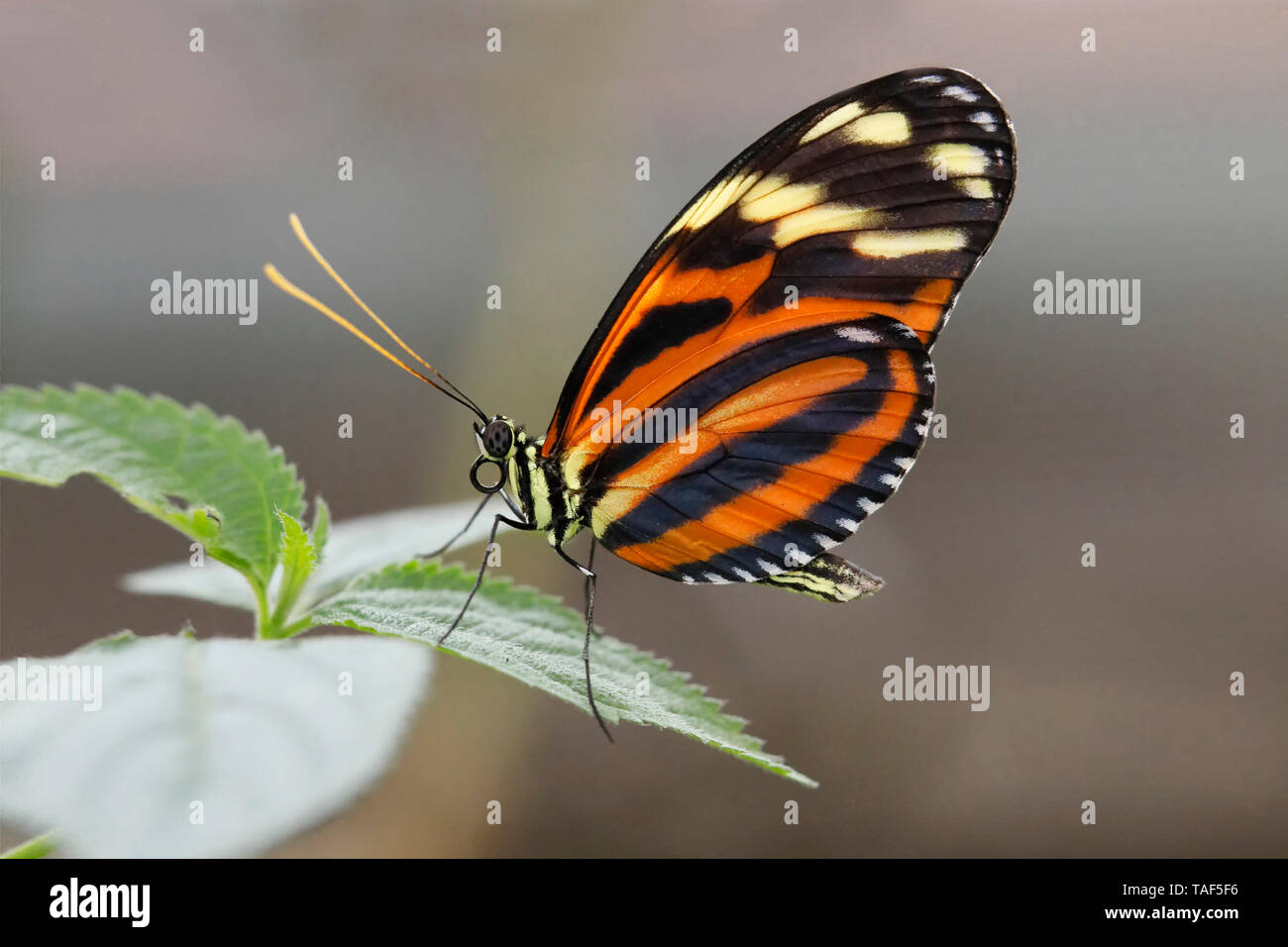 Ismenius tiger (Heliconius ismenius) closed wings on a leaf, Greenhouse