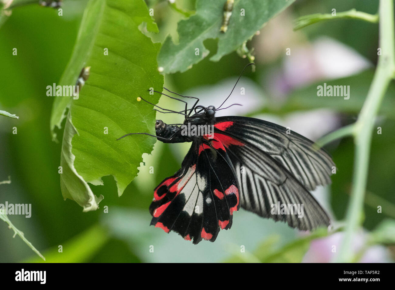 Asian Swallowtail (Papilio lowi) on a leaf, Greenhouse of the botanical