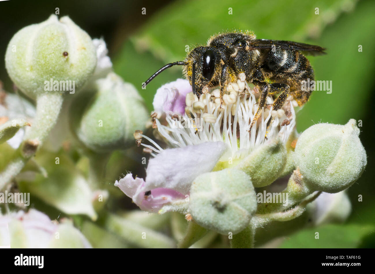Little Dark-bee (Stelis breviuscula) on Mulberry tree (Rubus fructicosus), Regional Natural Park of Northern Vosges, France Stock Photo