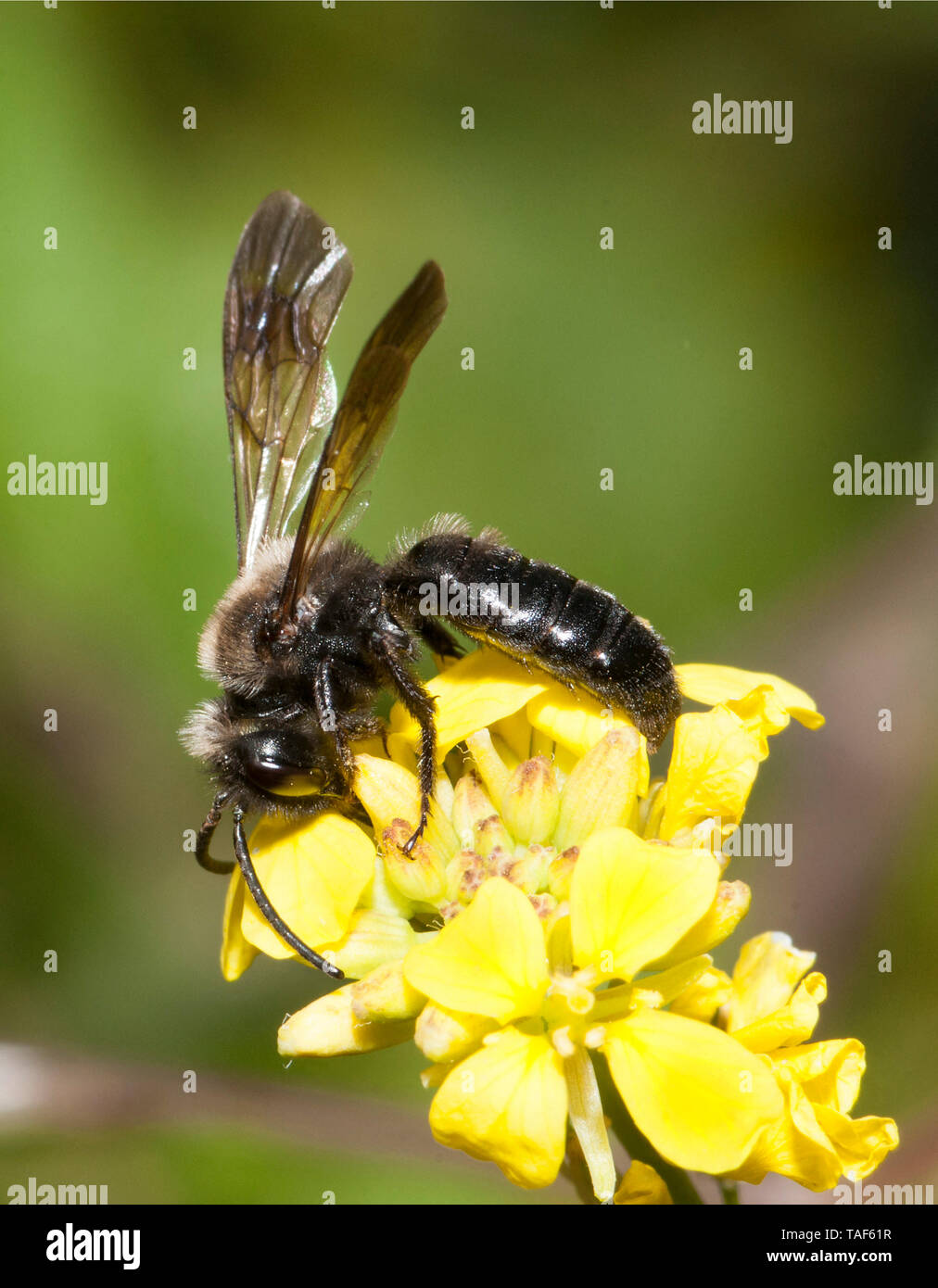Solitary bee (Andrena barbareae) on Black mustard (Brassica nigra), Pays de Loire, France Stock Photo