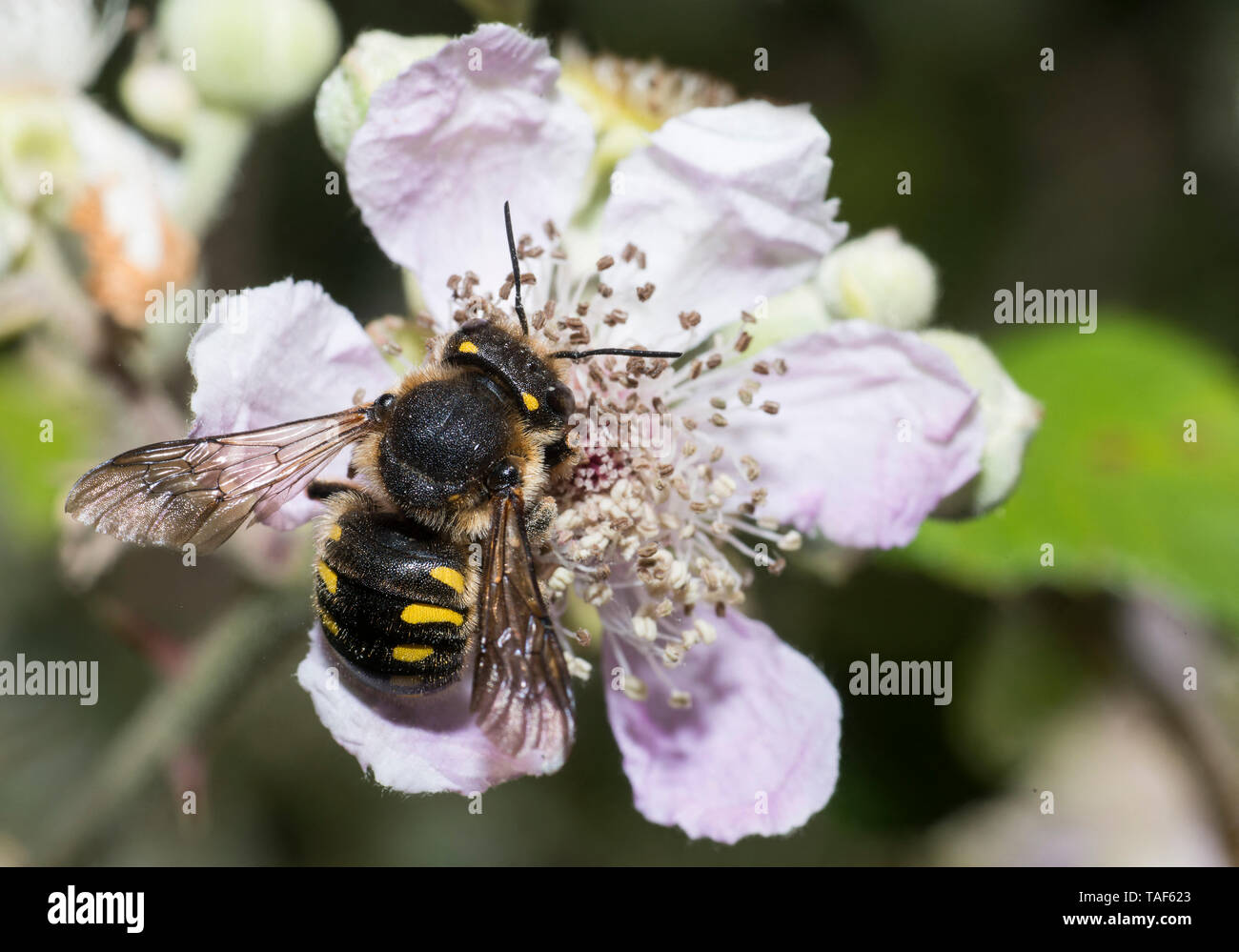 Potter bee (Anthidium septemspinosum) on Mulberry tree (Rubus