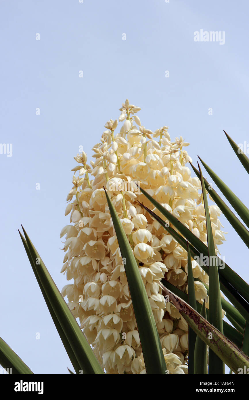Close up of the top of a profusely flowering Mojave Yucca Plant in