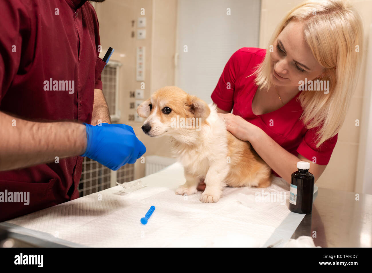 Veterinary Doctors Exam Little Corgi Dog In Manipulation Room Of Pet Clinic Pet Health Care Stock Photo Alamy