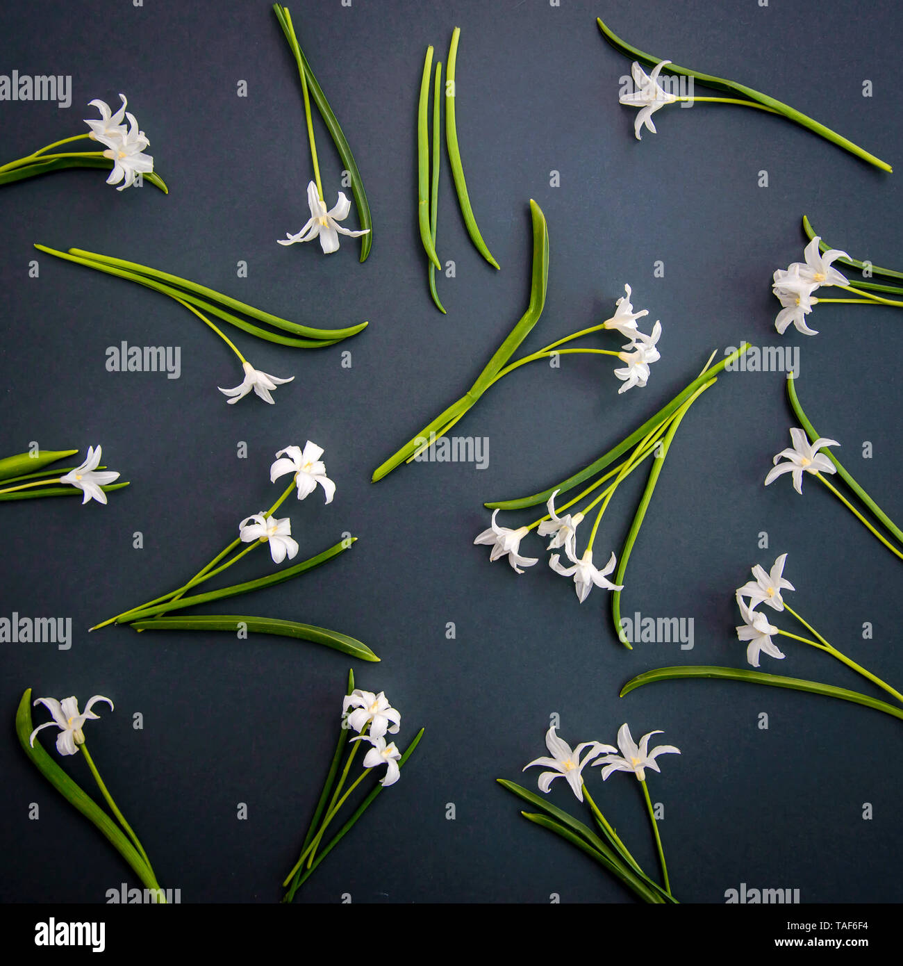 Small white spring flowers Chionodoxa on a dark green background Stock Photo