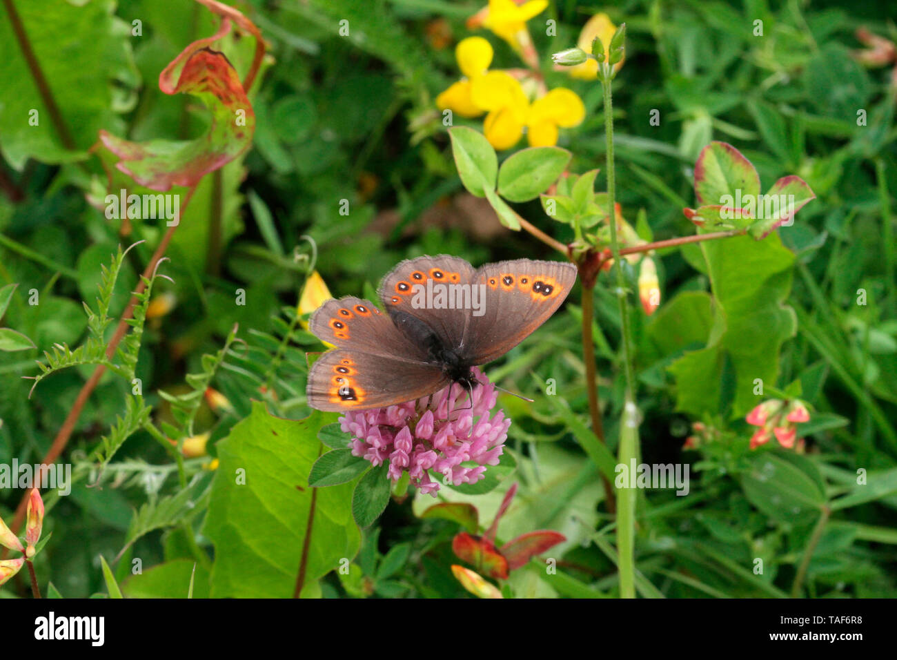 Ringlet (Erebia sp) foraging a clover flower on a meadow, Jura, France Stock Photo