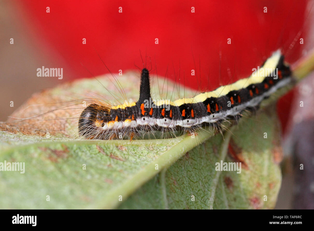 Grey Dagger (Acronicta psi) caterpillar on a leaf, Brittany, France Stock Photo