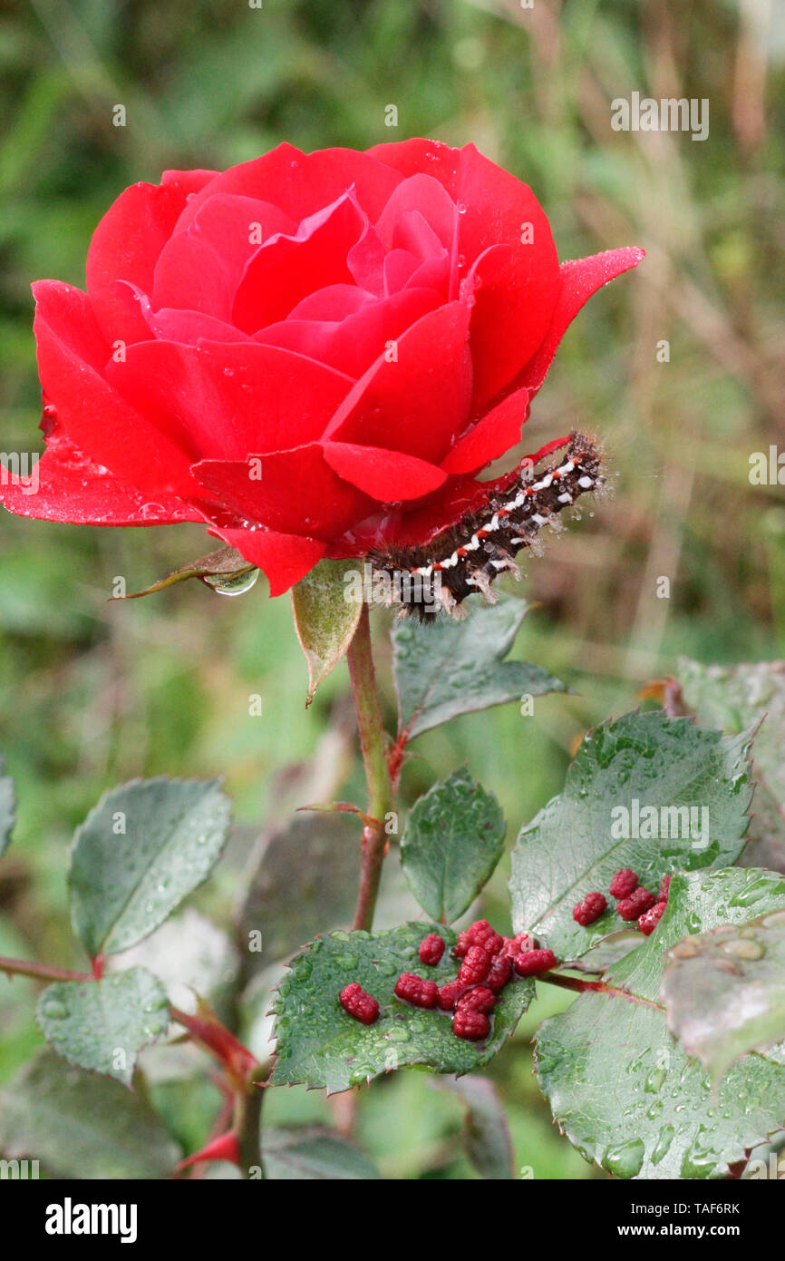 Knotgrass (Viminia rumicis) caterpillar on Rose, Brittany, France Stock Photo