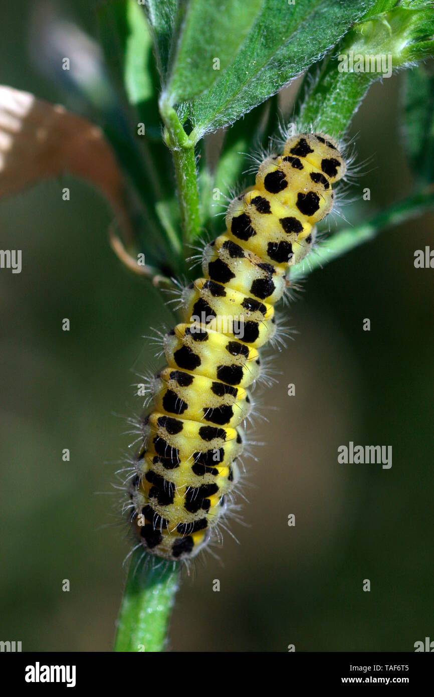 Six-spot Burnet (Zygaena fillipendulae) caterpillar, Brittany, France Stock Photo