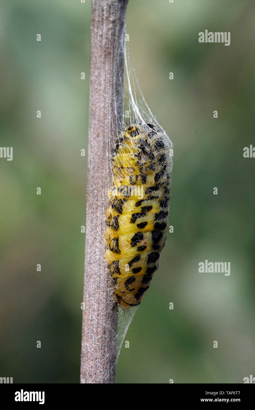 Six-spot Burnet (Zygaena fillipendulae) caterpillar spinning his cocoon, Brittany, France Stock Photo