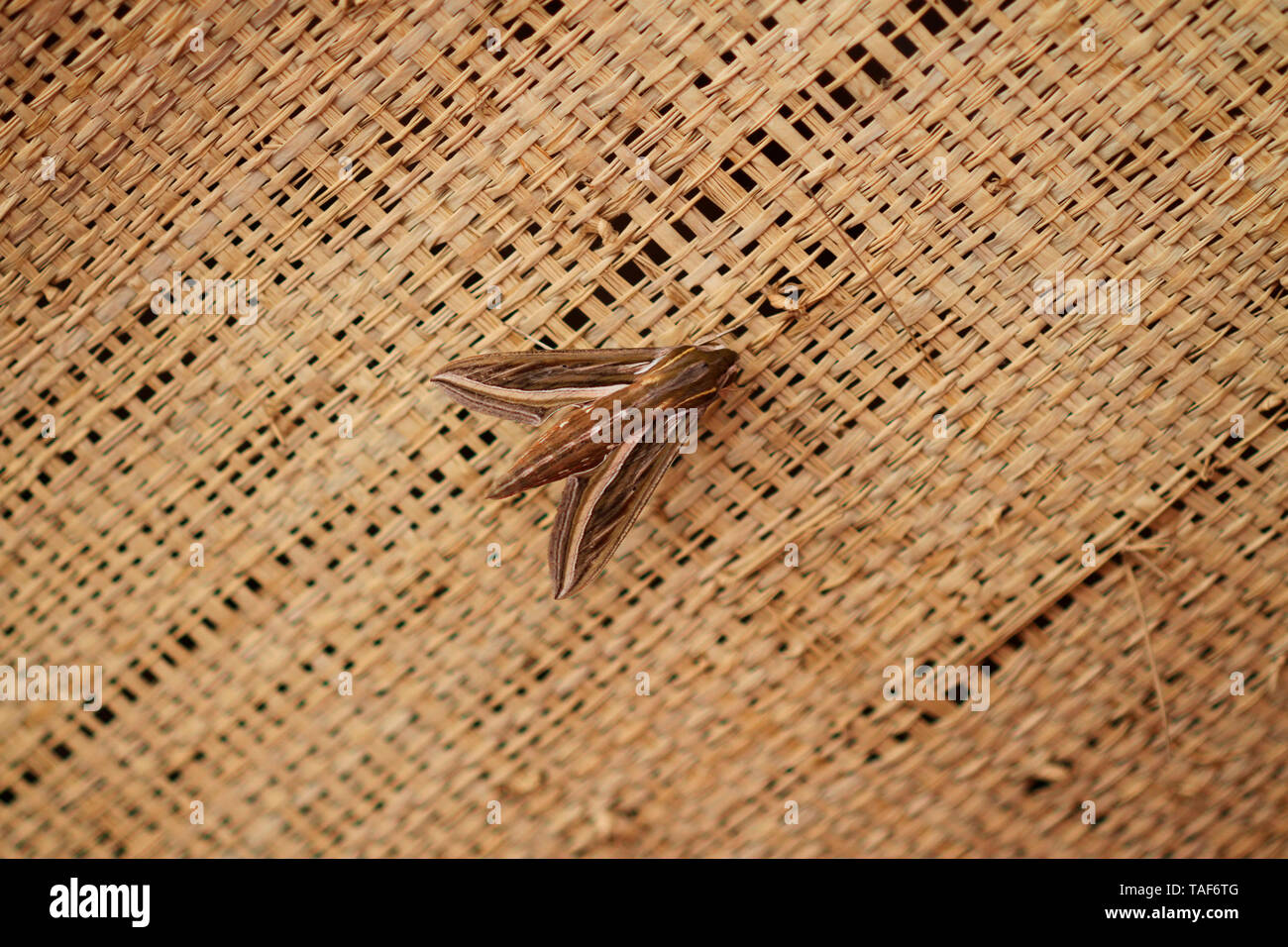 Silver-striped hawk-moth (Hippotion celerio) on a basketry, Madagascar Stock Photo