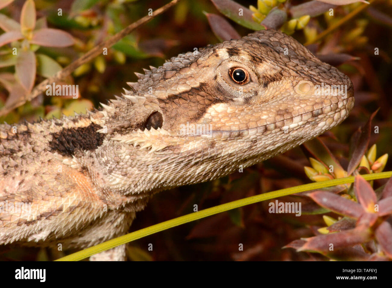 Western Bearded Dragon (Pogona minor), Nambung National Park, WA, Australia Stock Photo
