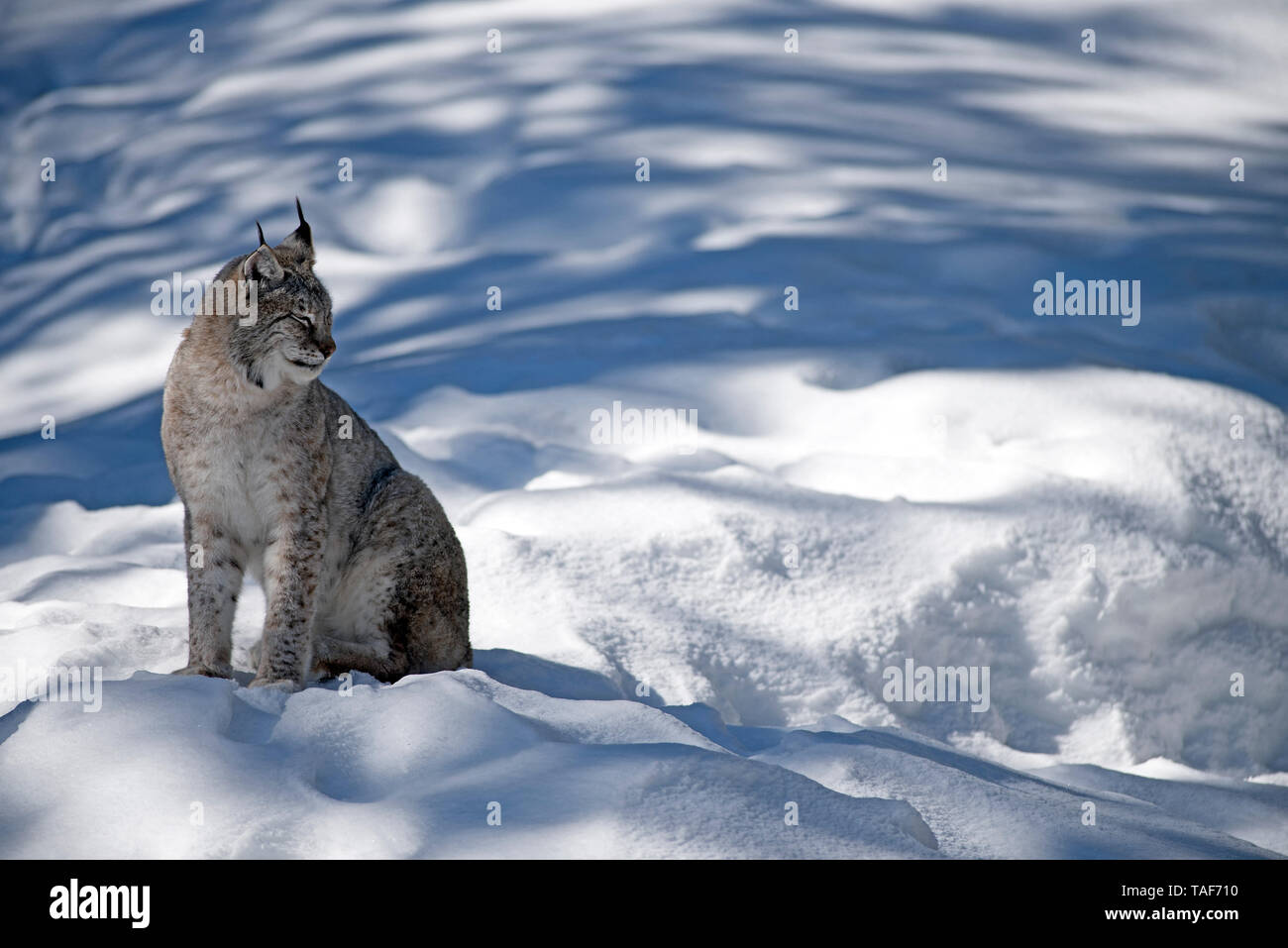 Eurasian lynx (Lynx lynx) in the snow Stock Photo - Alamy