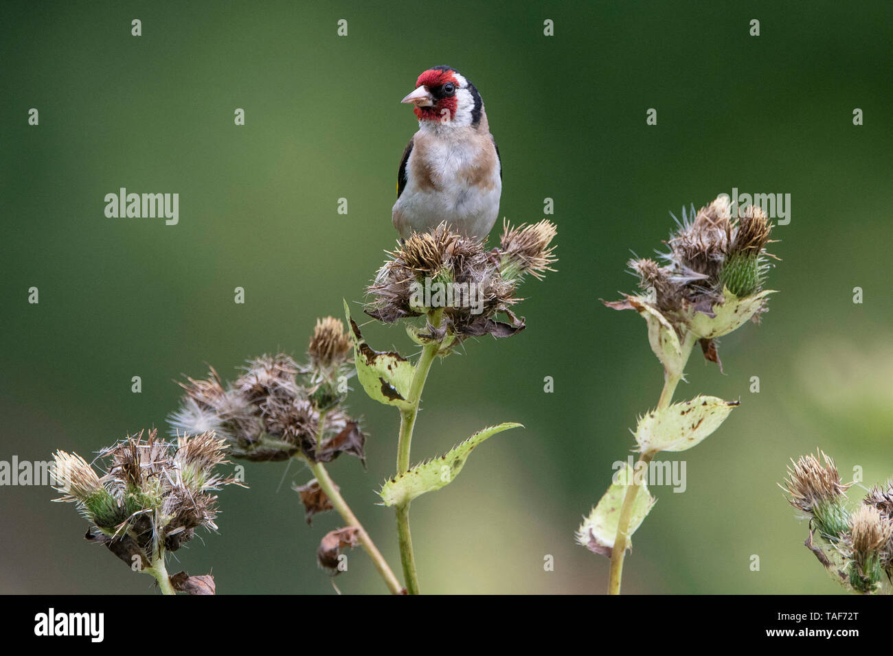 European goldfinch (Carduelis carduelis) eating thistle seeds, Vosges