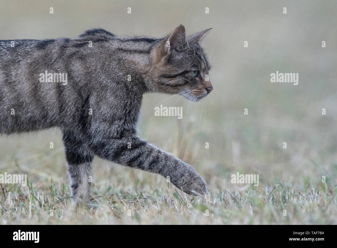 Wild Cat Felis Silvestris Walking In Grass Vosges France Stock Photo Alamy Wild Cat Felis Silvestris Walking In Grass Vosges France Stock Photo Alamy