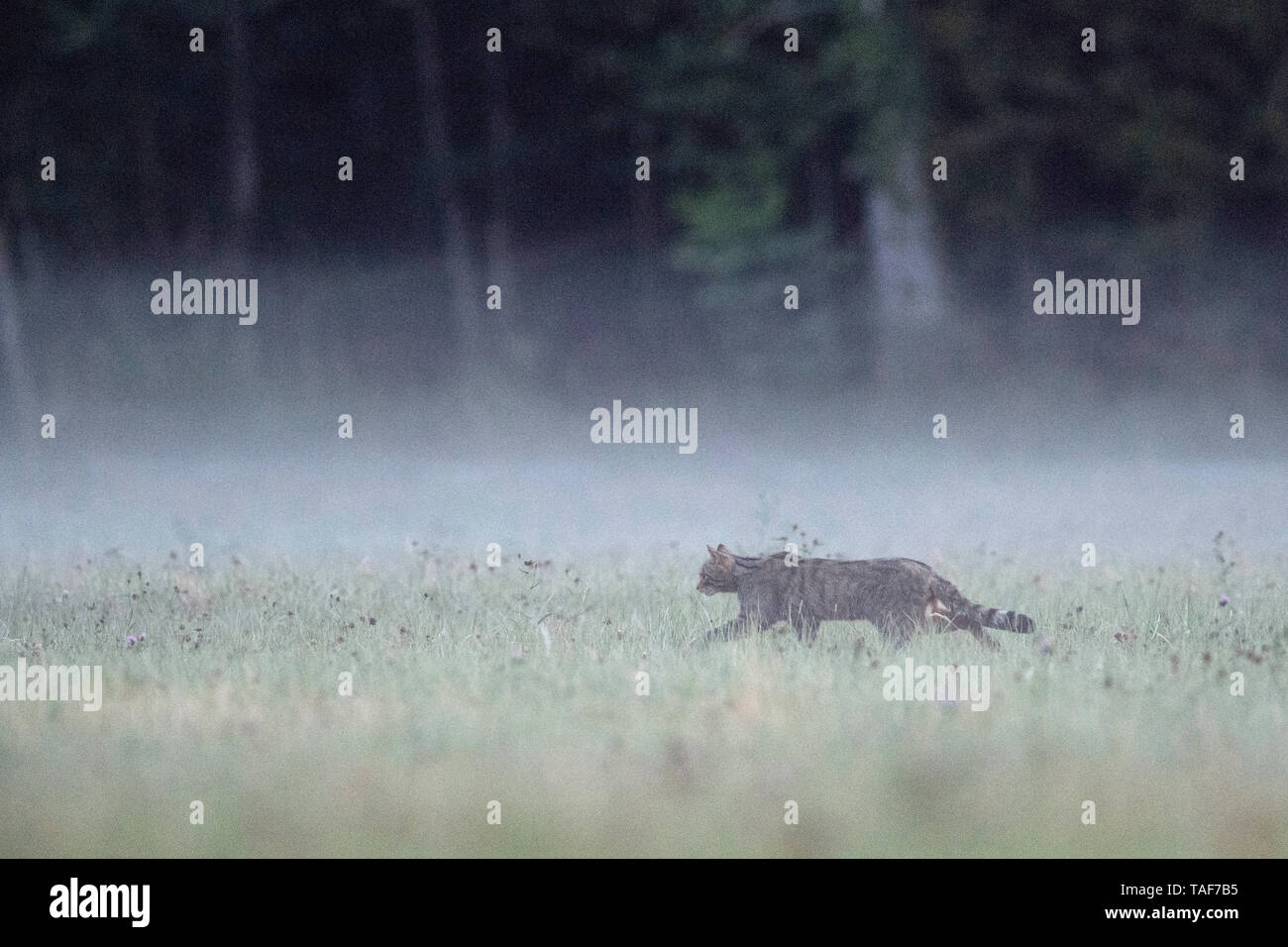 Wild Red Cat In Rain Stock Photos Wild Red Cat In Rain Stock