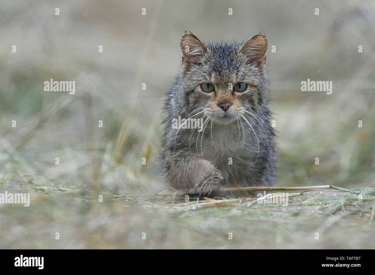 European Wild Cat Hi Res Stock Photography And Images Page 32 Alamy