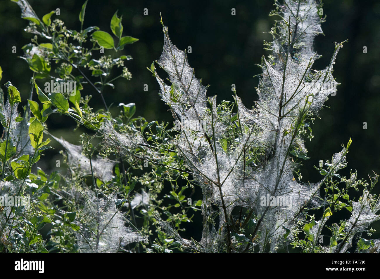 Ermine moth caterpillars shrub hi-res stock photography and images - Alamy