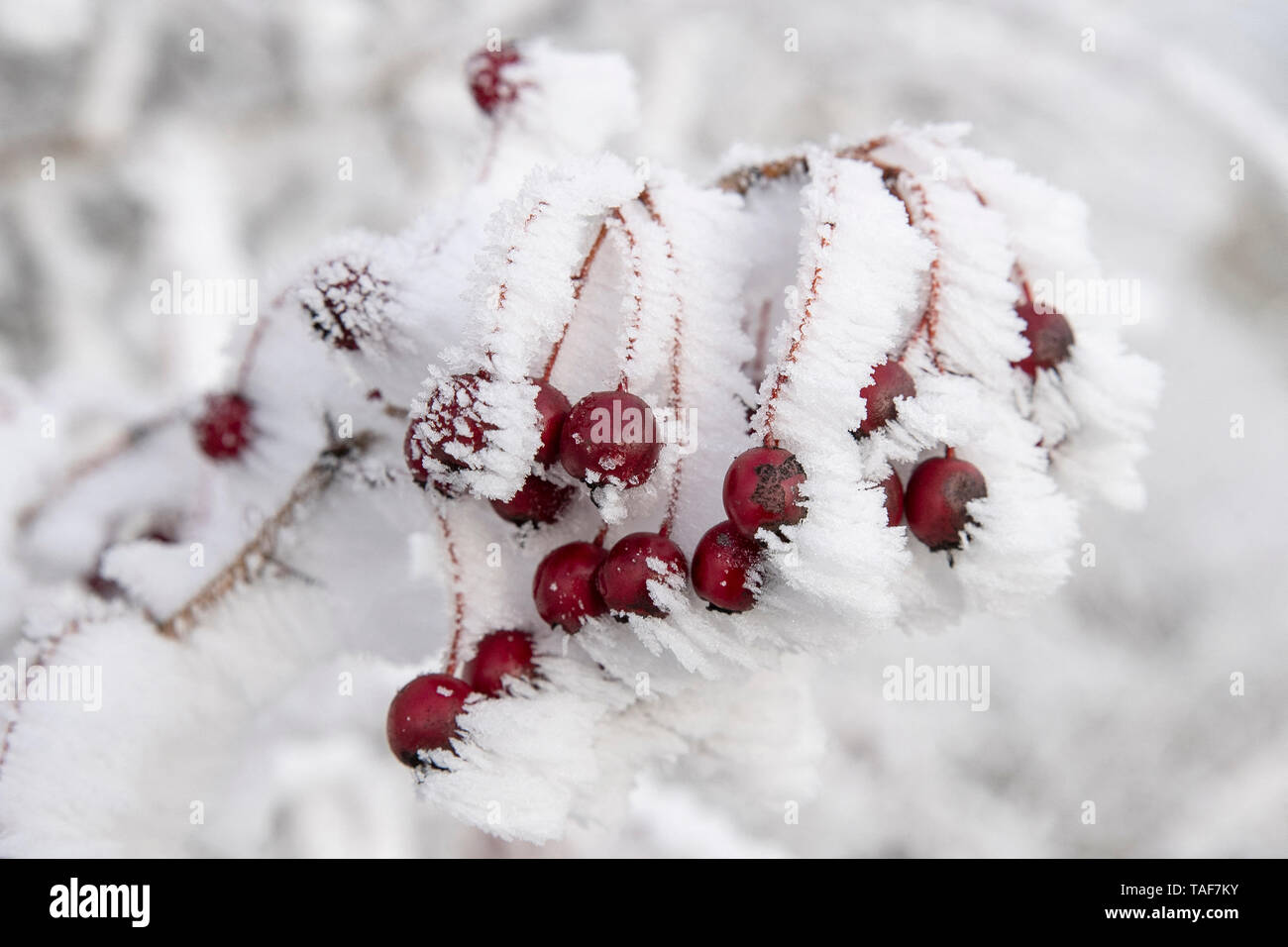 Hawthorn (Crataegus monogyna), Frosted Hawthorn berries, Vosges, France