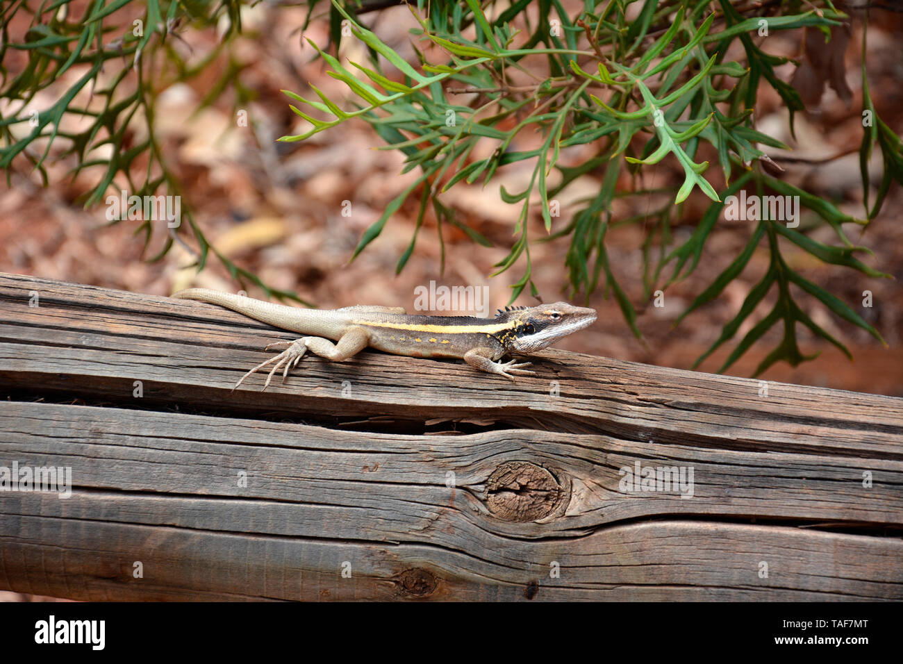 Long-nosed water Dragon (Amphibolurus longirostris), Yulara, Red Center, NT, Australie Stock Photo