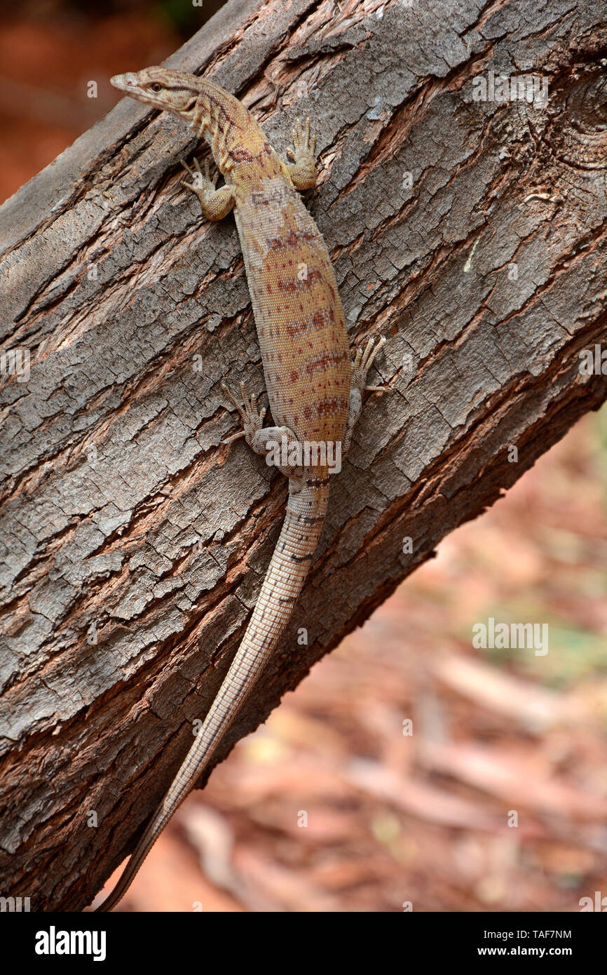 Pygmy mulga monitor (Varanus gilleni), Yulara, Red Center, NT, Australia Stock Photo