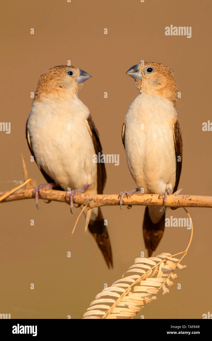 African Silverbill (Euodice cantans), two individuals perched on a branch, Dhofar, Oman Stock Photo