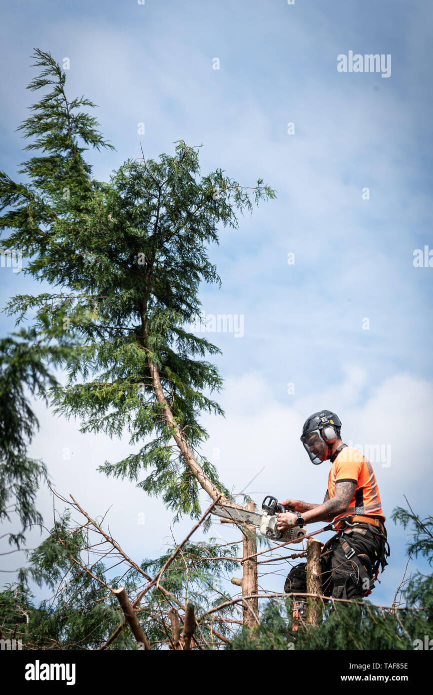 Tree surgeon hanging from ropes in the crown of a tree using a chainsaw ...