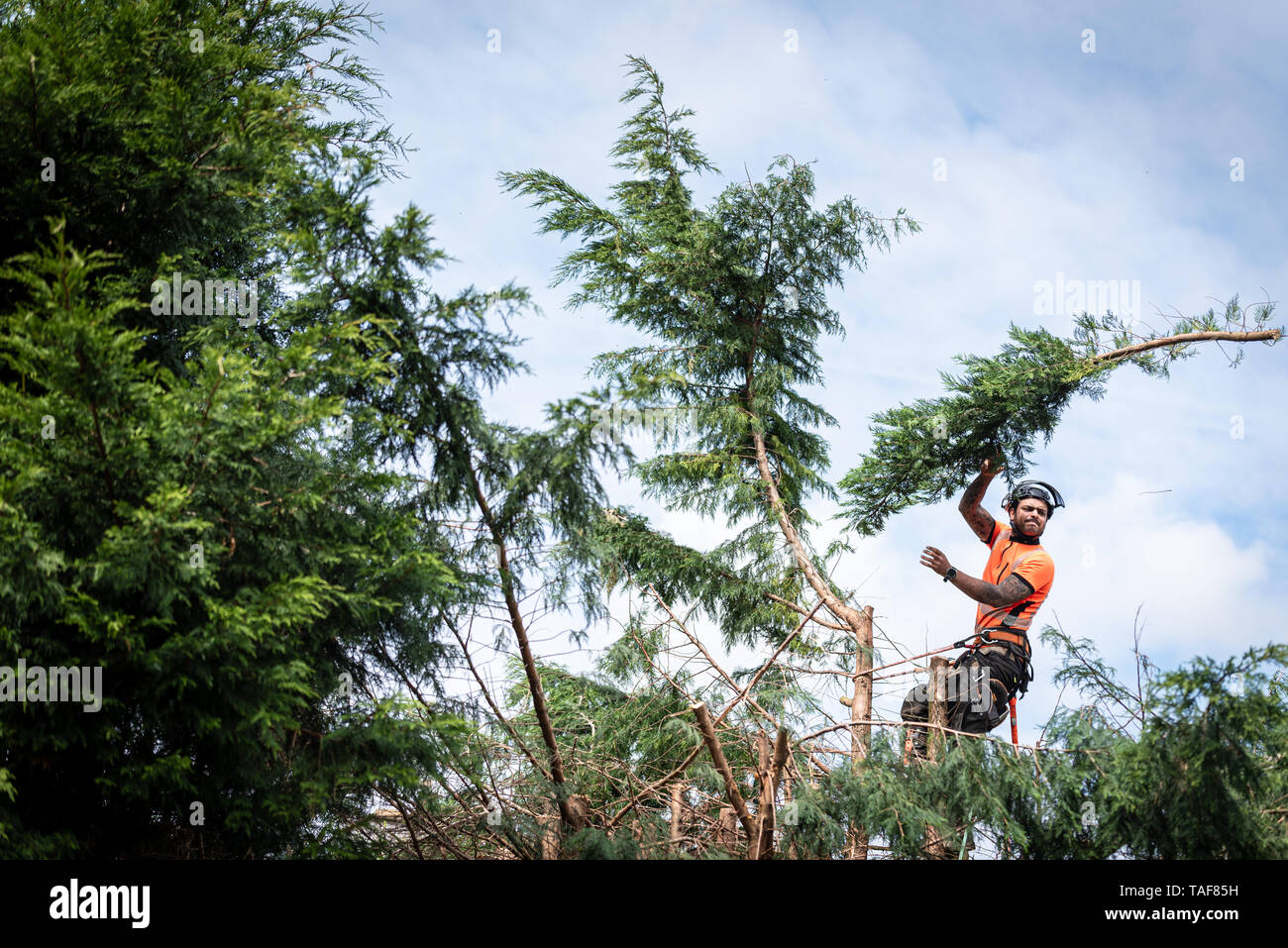 Tree surgeon hanging from ropes in the crown of a tree, throwing cut