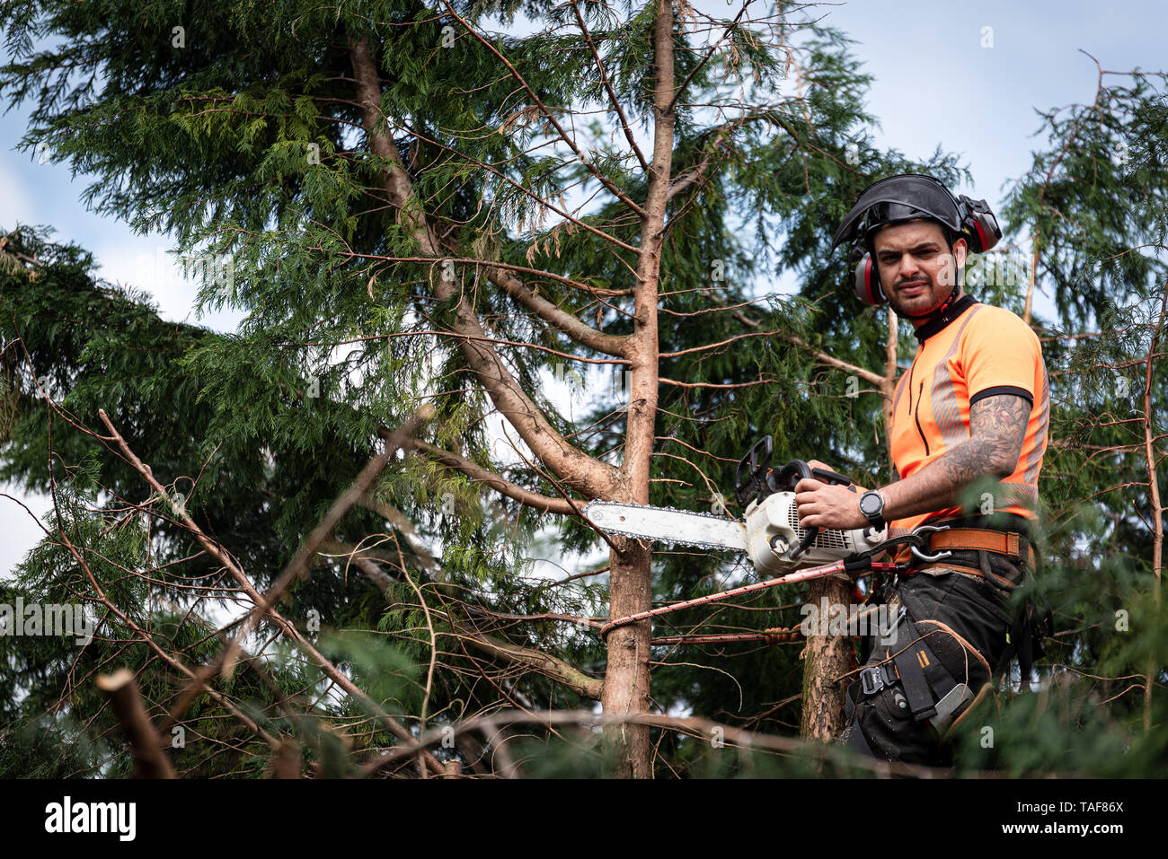 Tree surgeon hanging from ropes in the crown of a tree using a chainsaw to  cut branches down. The adult male is wearing full safety equipment Stock  Photo - Alamy