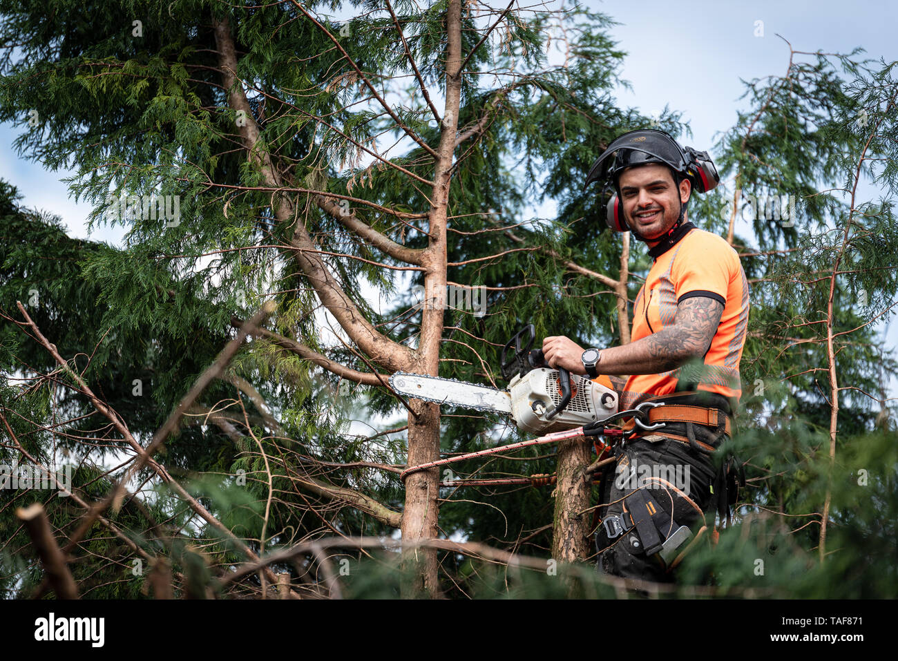 Tree surgeon hanging from ropes in the crown of a tree using a chainsaw ...